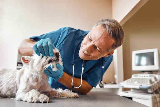 Best Emergency Root Canal Therapy in Oak Ridge, NC